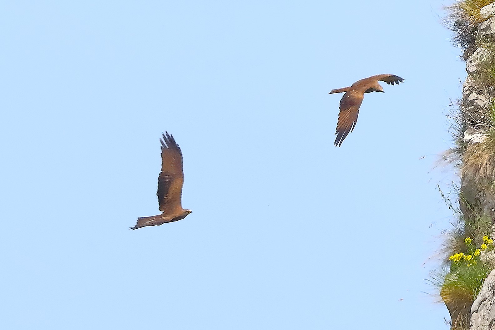 Nibbio bruno 30 aprile 2024 - 0211