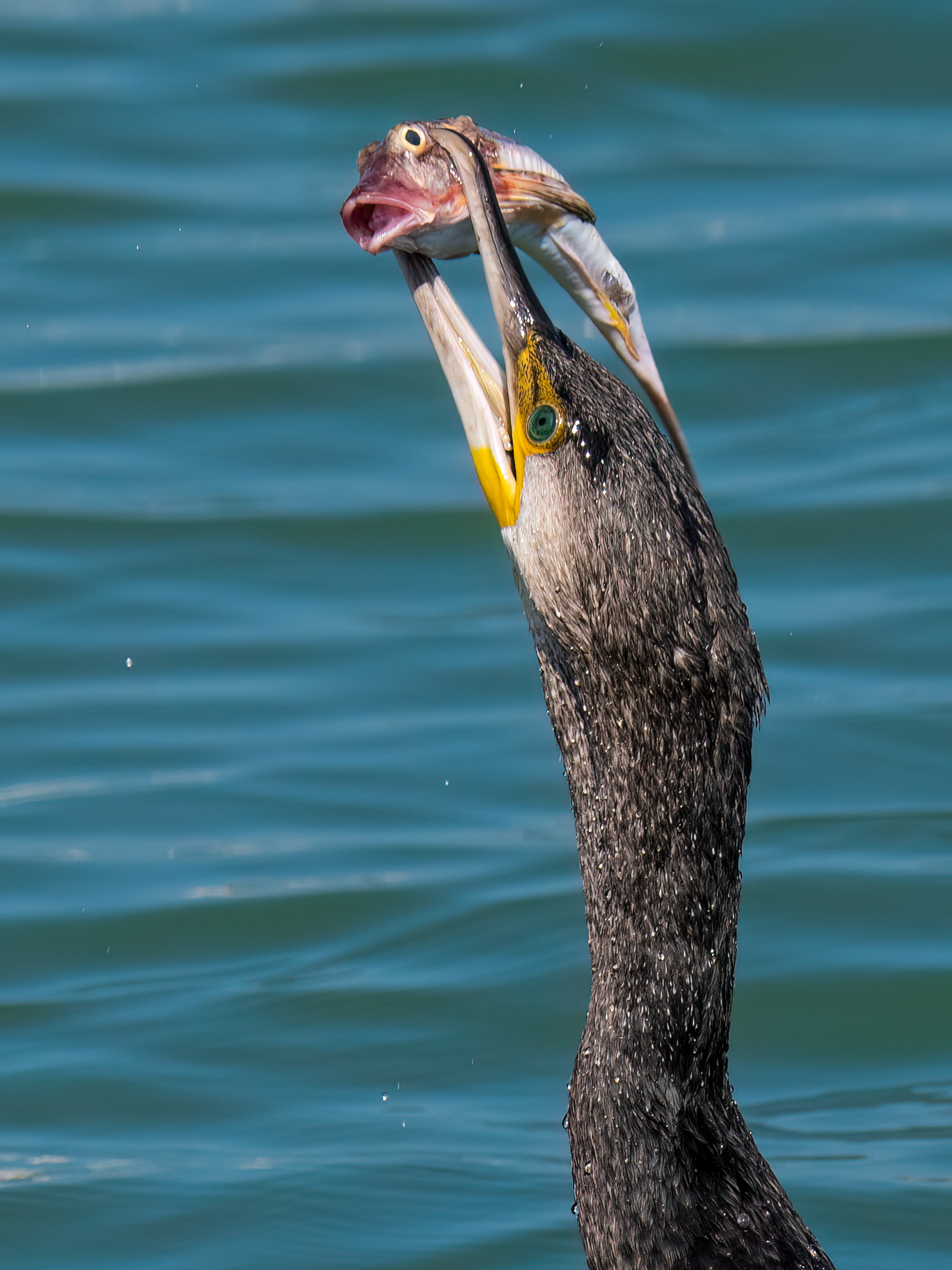 Cormorant with testola