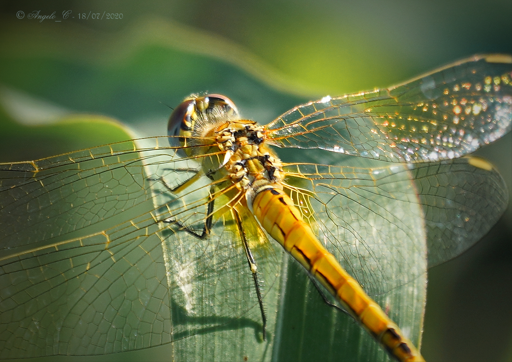 Yellow dragonfly