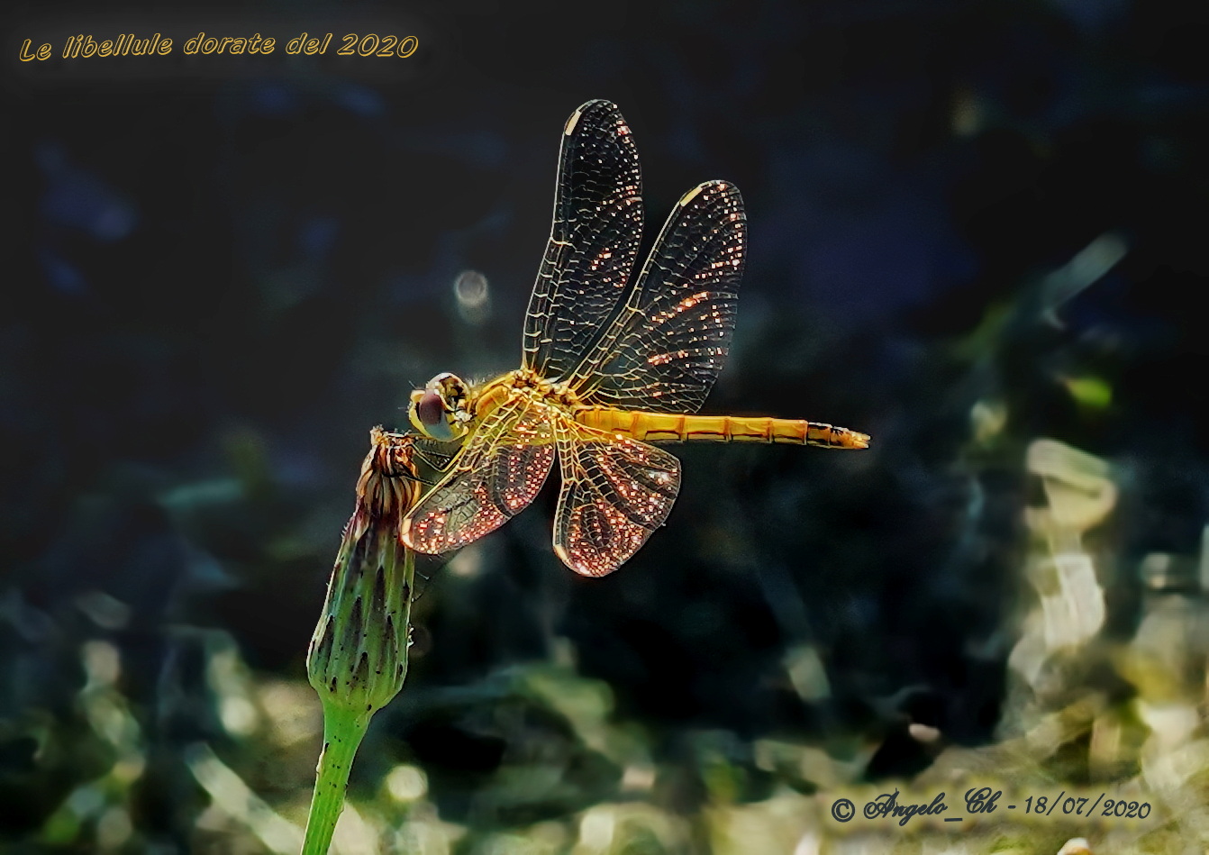 Golden dragonfly