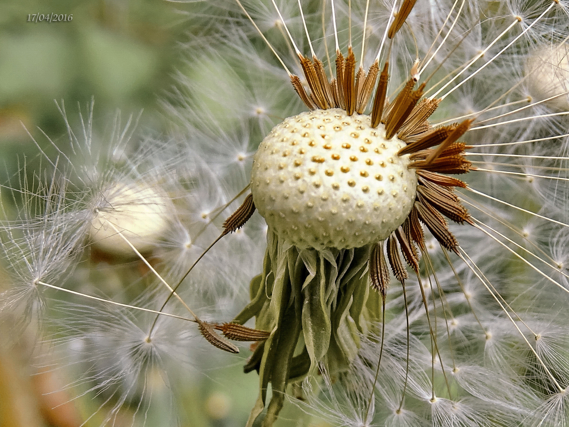 Half Puffed
