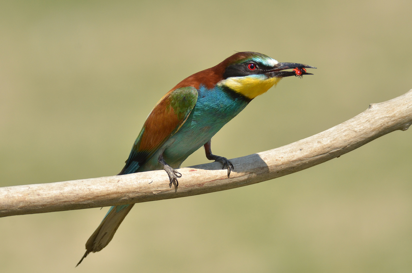gruccione con coccinella