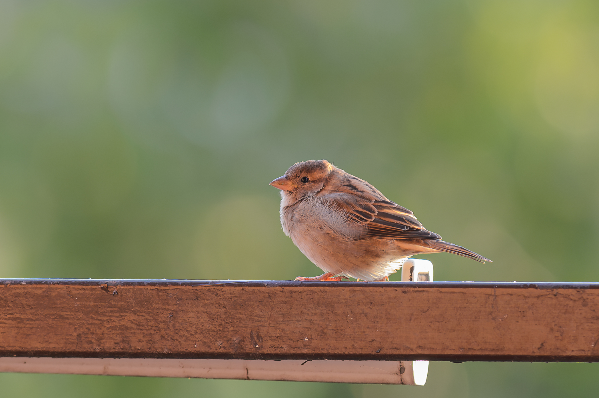 Sparrow