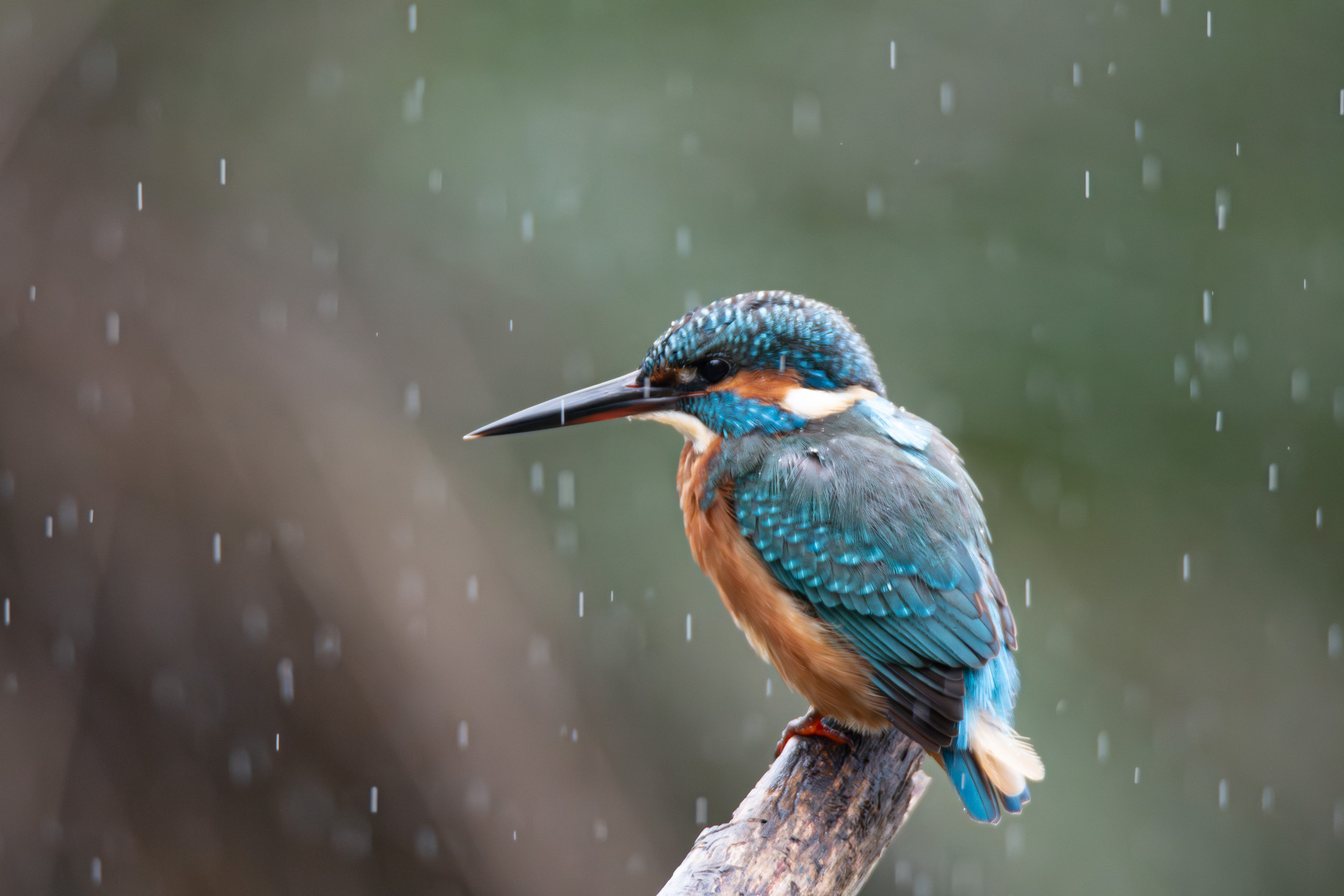 Kingfisher