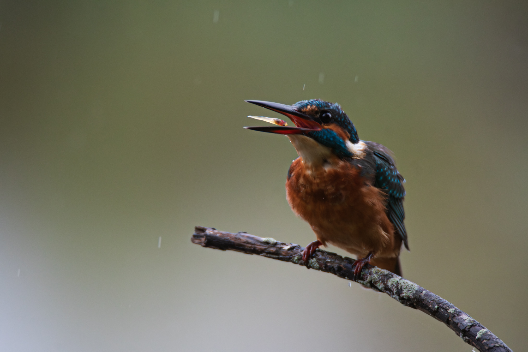 Kingfisher