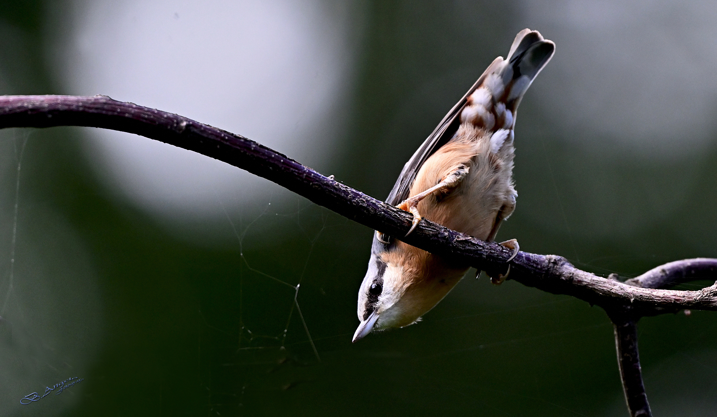 " Picchio muratore "