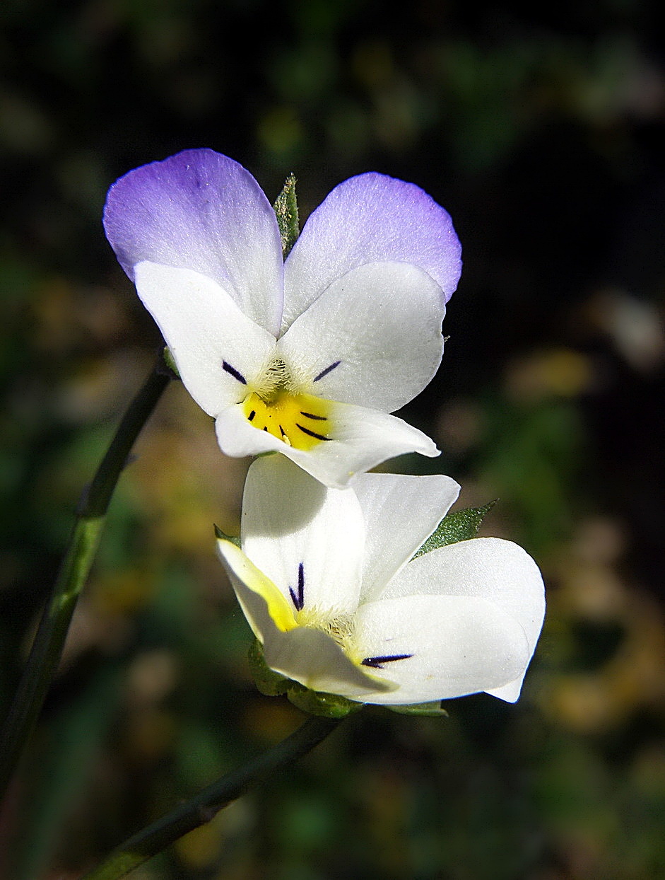 Viola arvensis