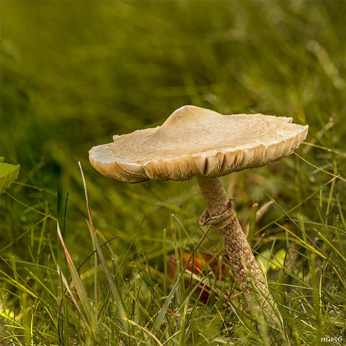 undergrowth in Lessinia