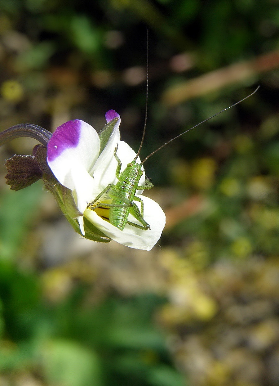 resting on a flower