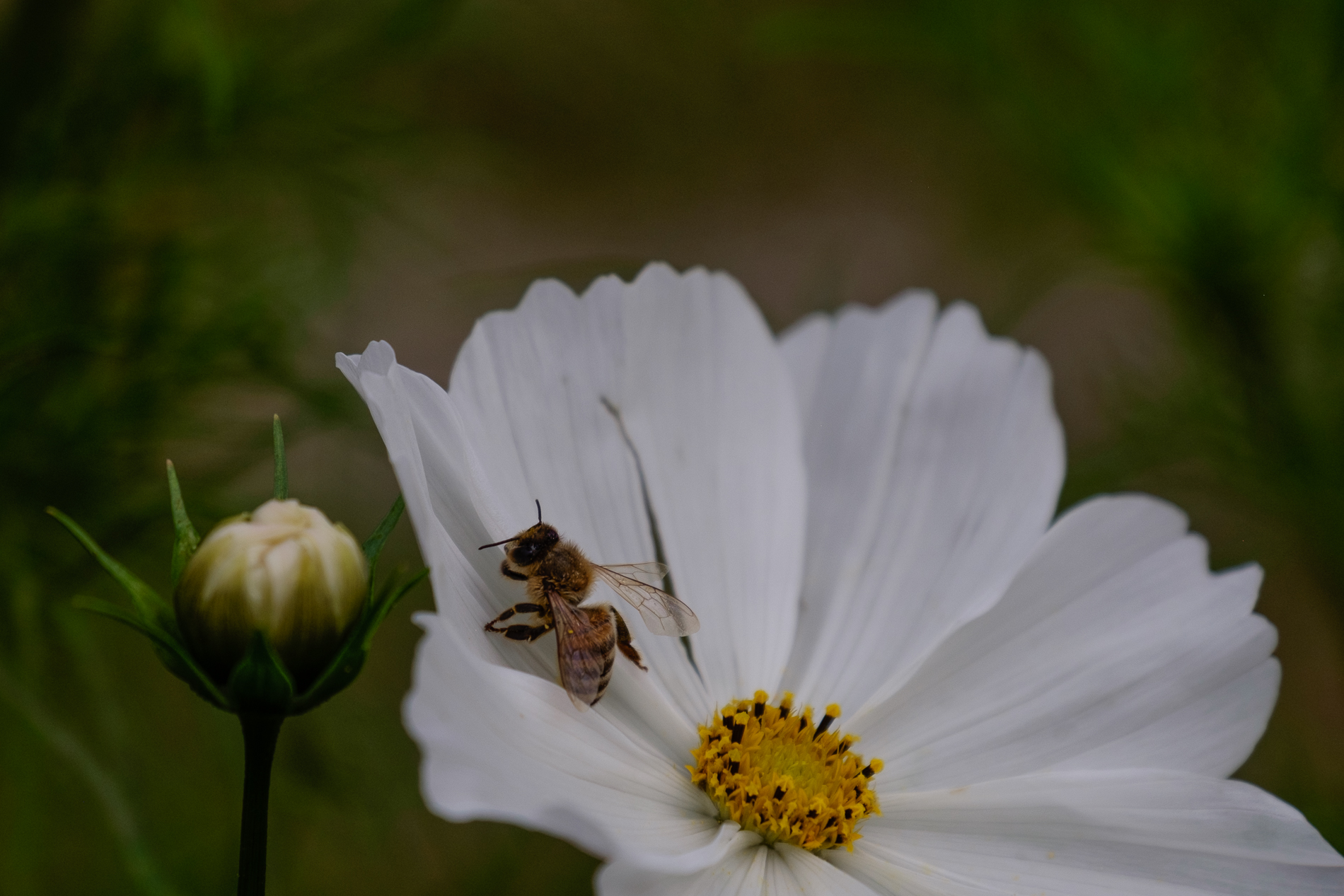 Bianco