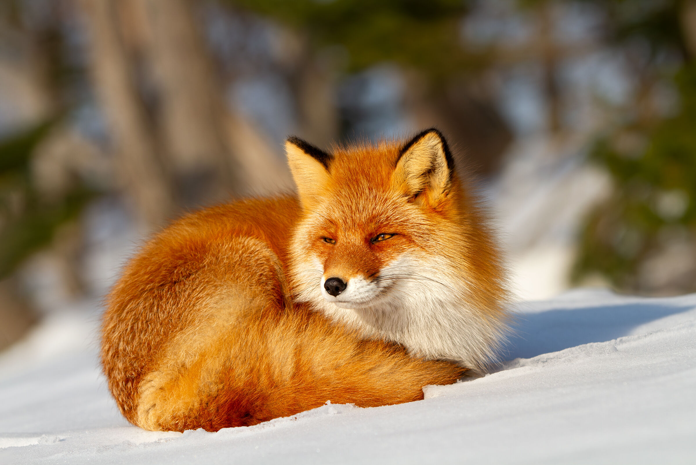 Red fox...