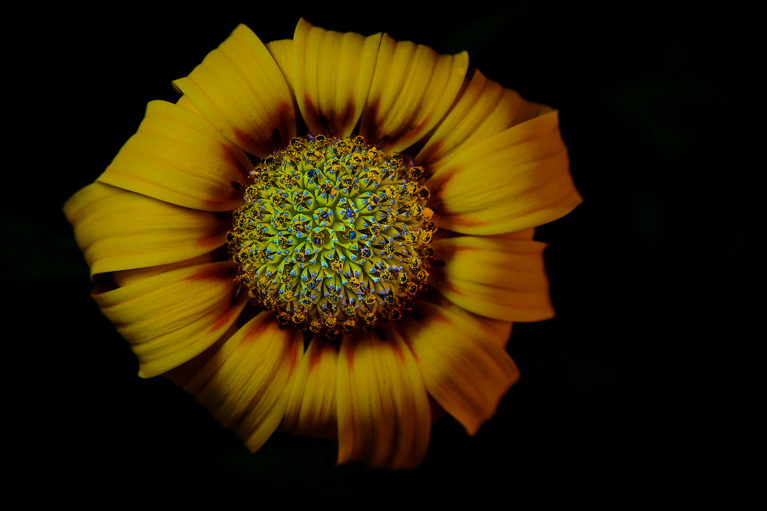 Osteospermum ( detail)