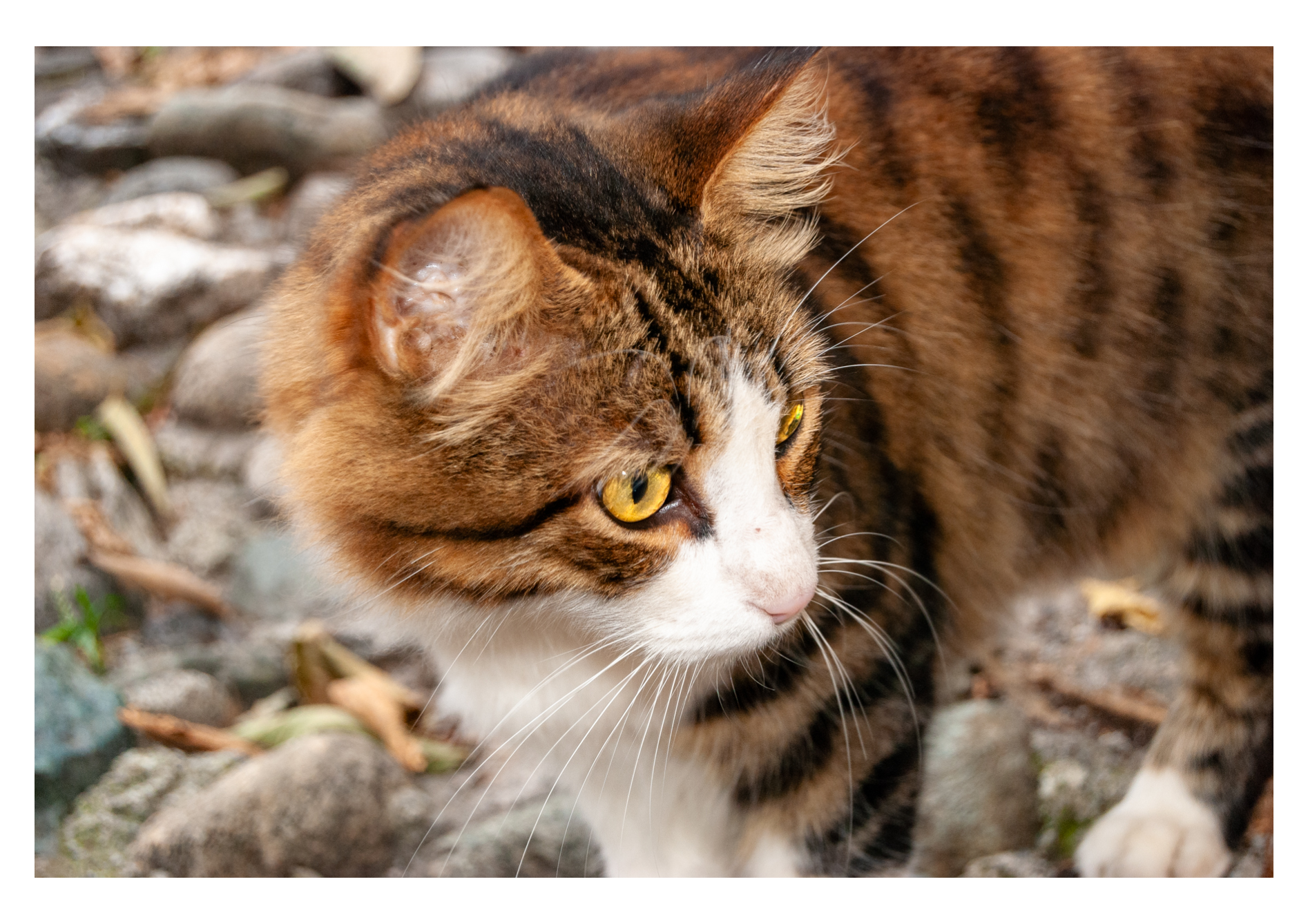 Gatto