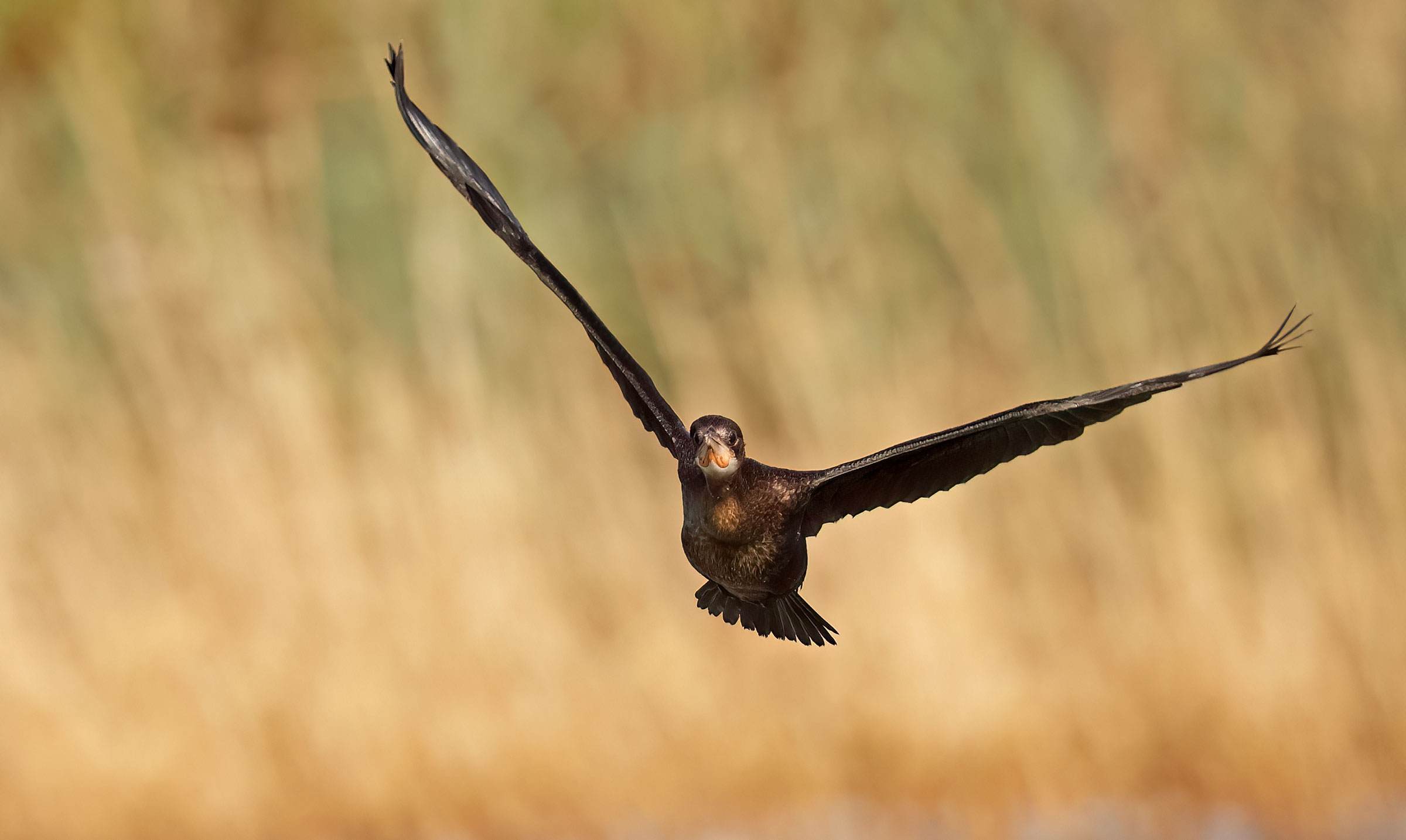 Minor cormorant coming soon 2