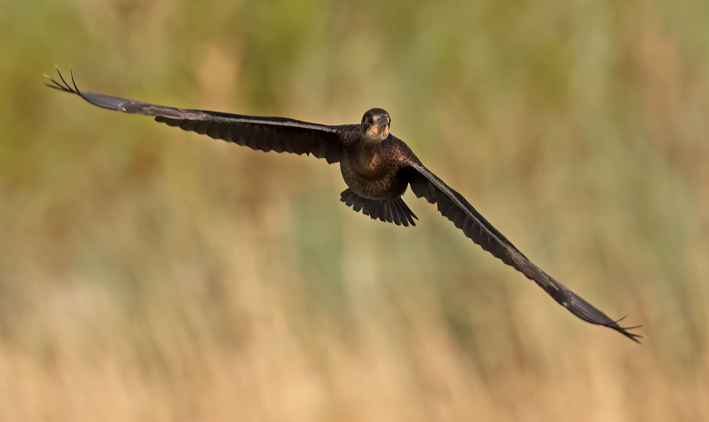 Minor cormorant coming soon 3