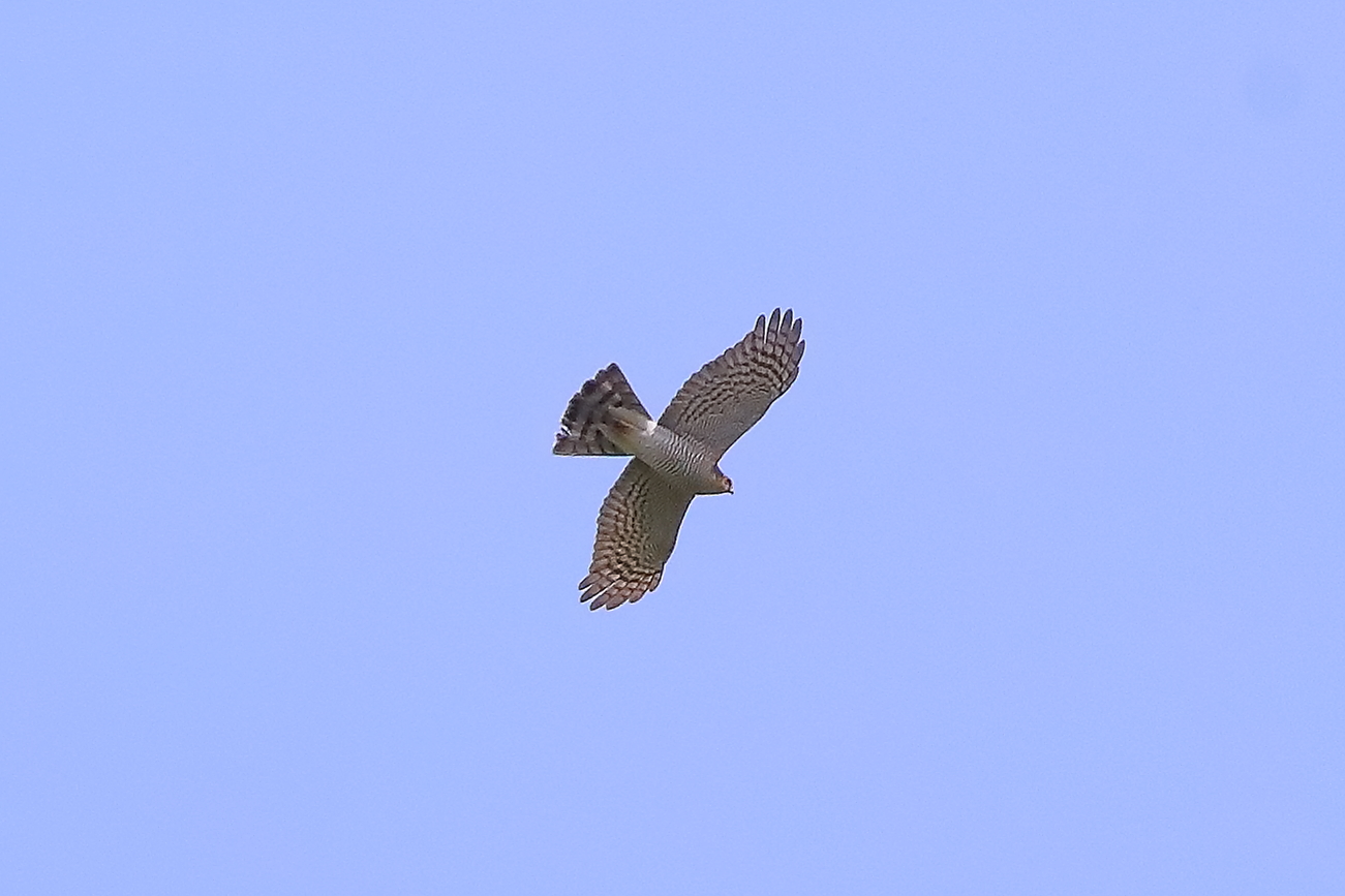 Sparviere 30 aprile 2024 - 0169