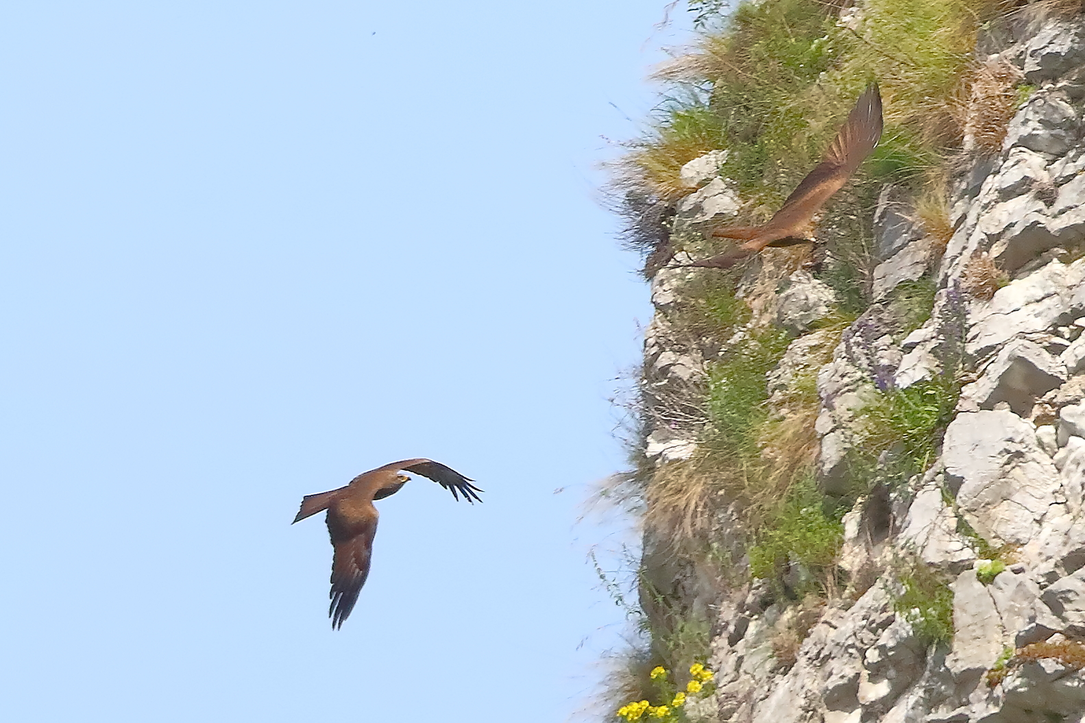 Nibbio bruno 30 aprile 2024 - 0212