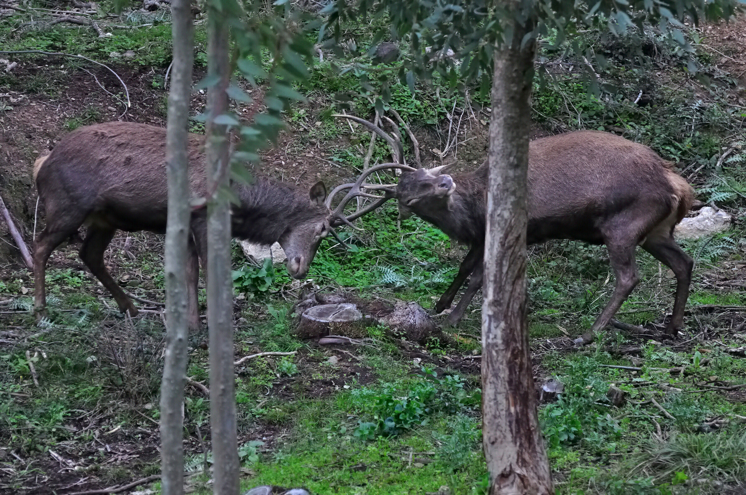 Struggle for dominance of territory