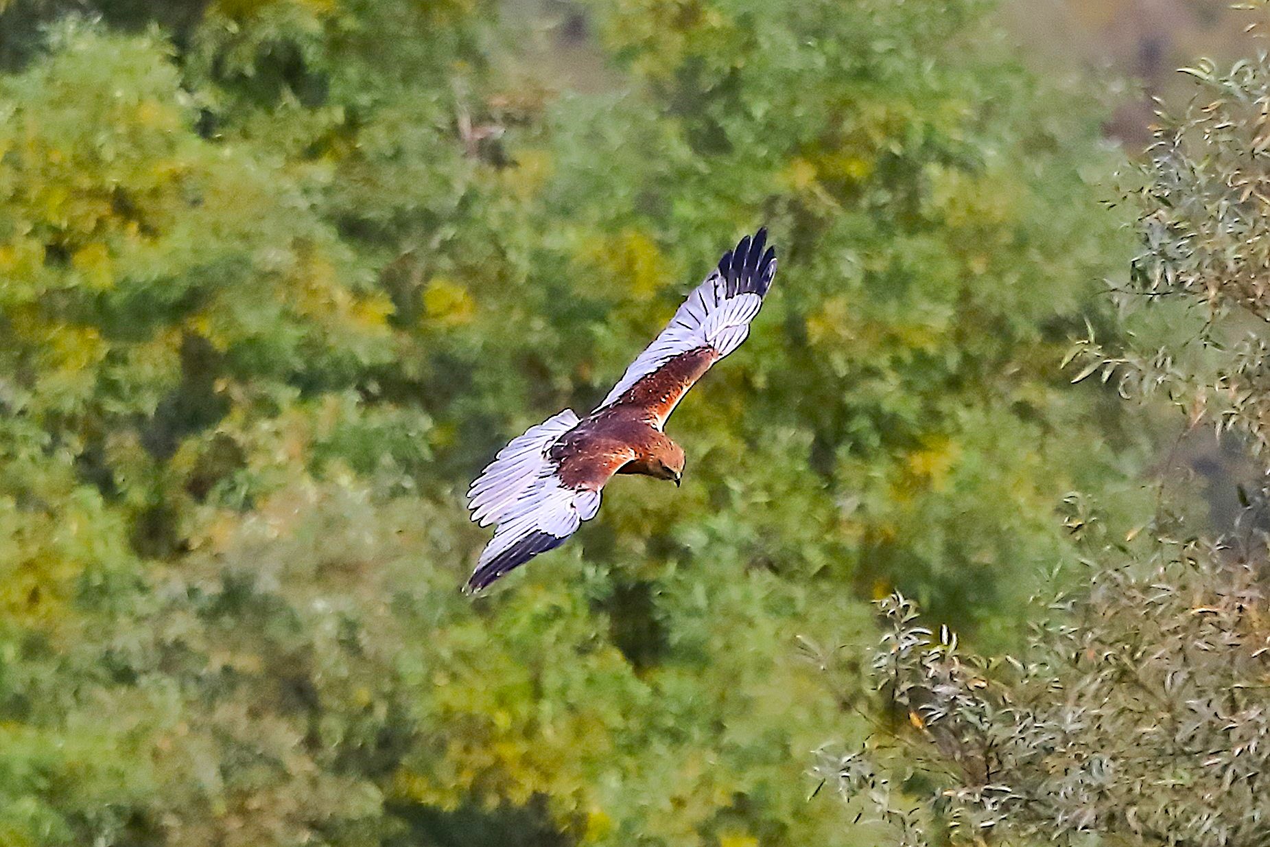 Falco di palude M 12 ottobre 2022 - 0100