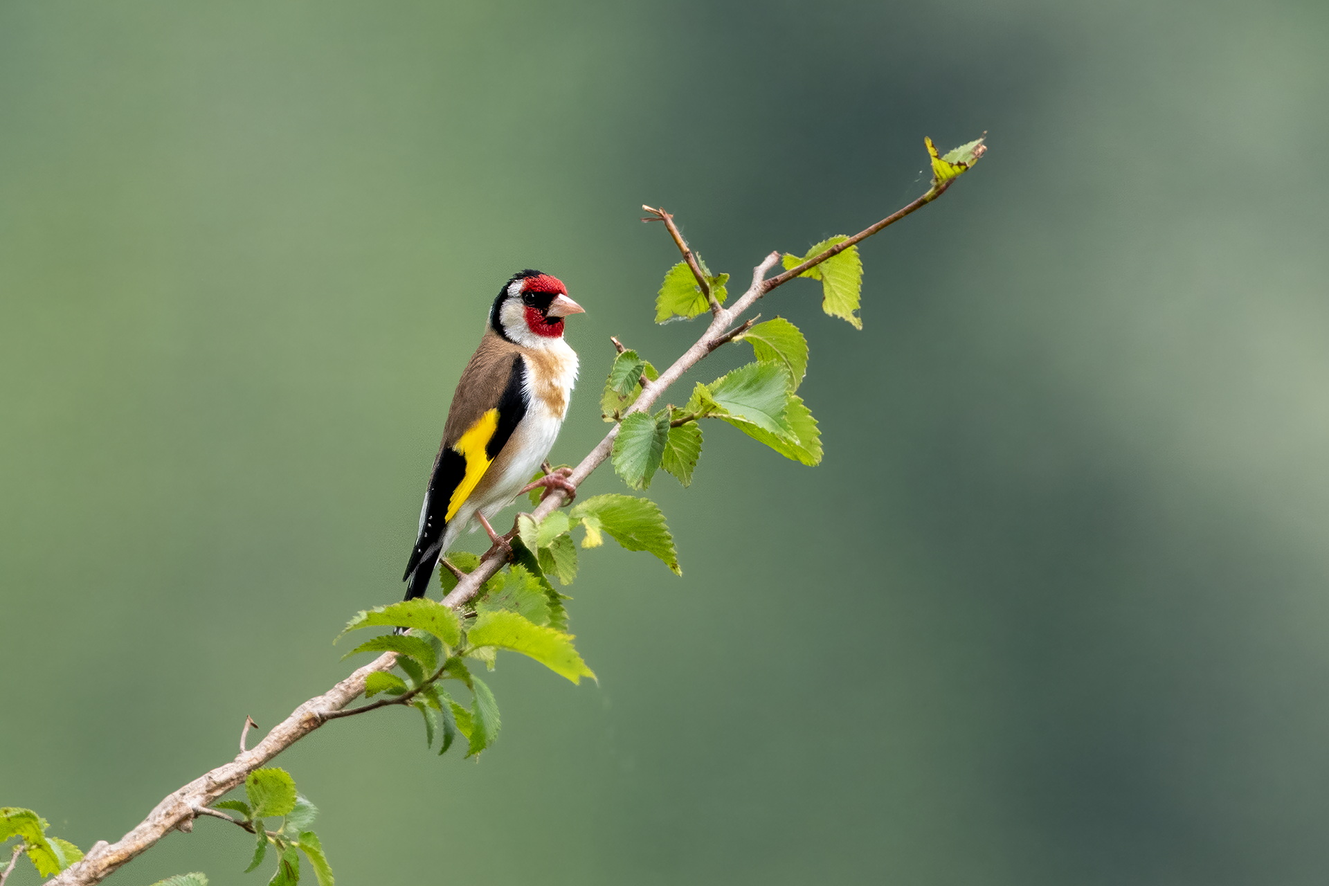 Male Goldfinch (Carduelis carduelis).