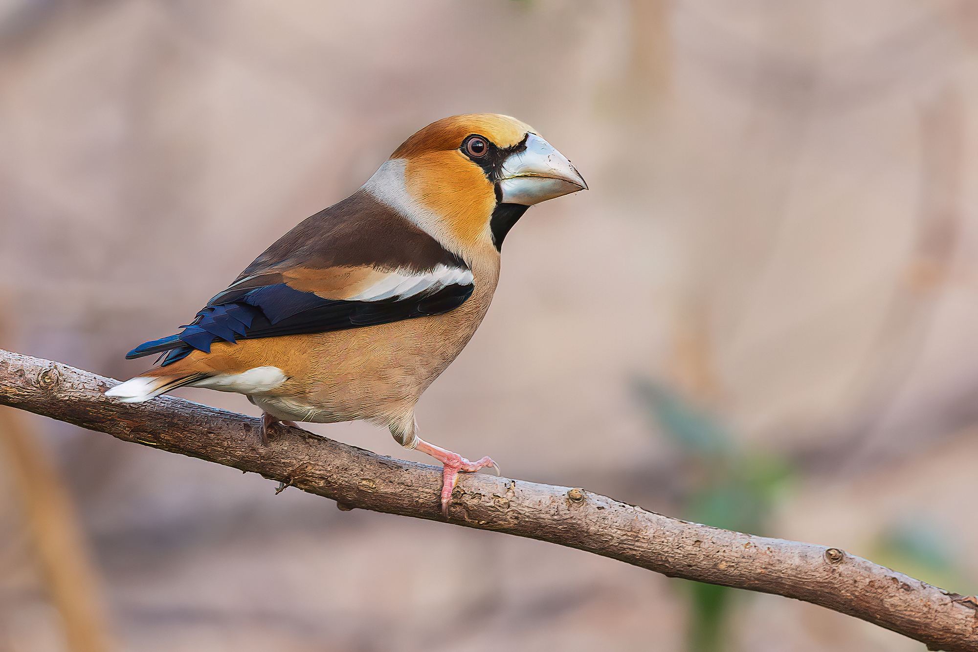 Hawfinch