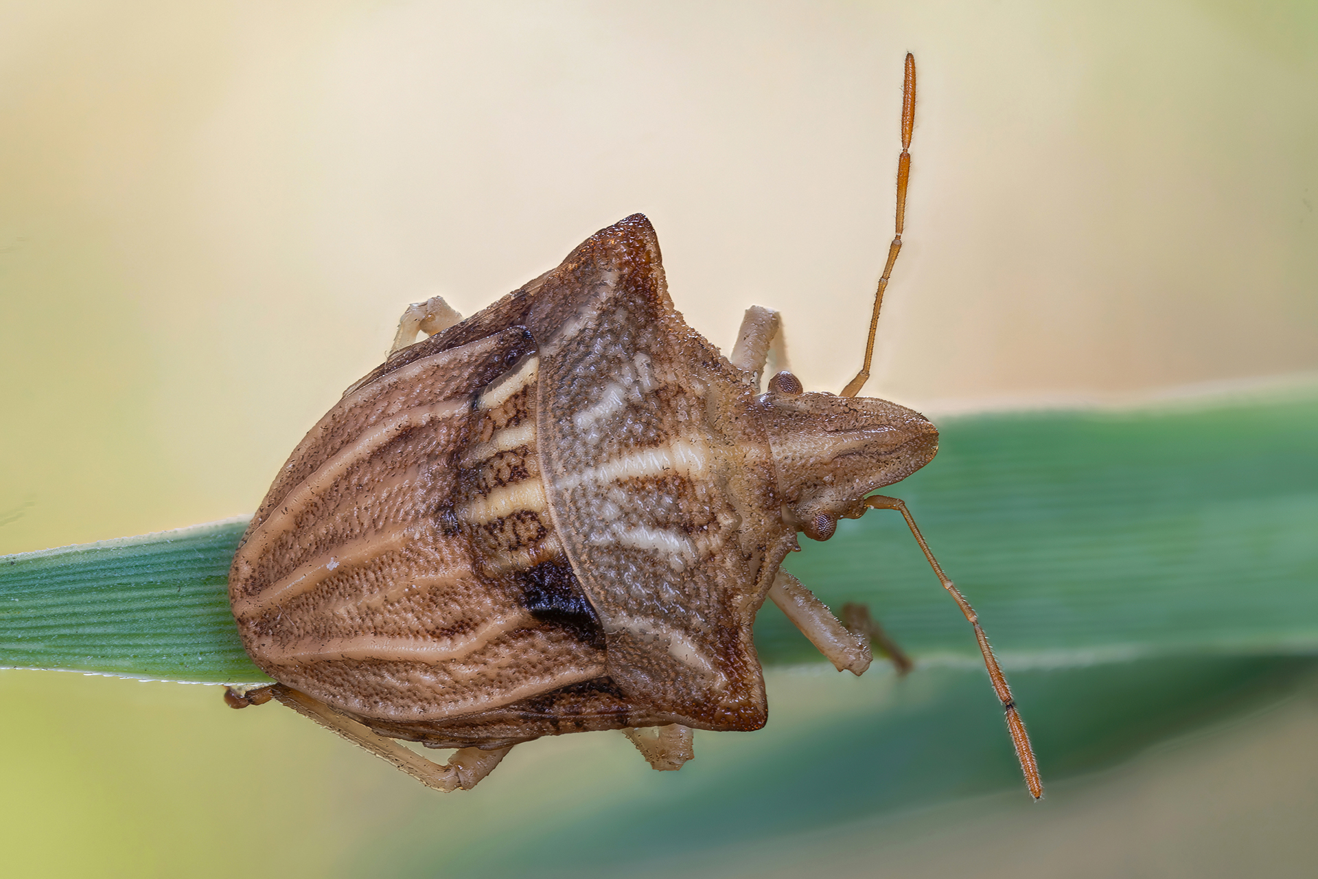 Ancyrosoma leucogrammes