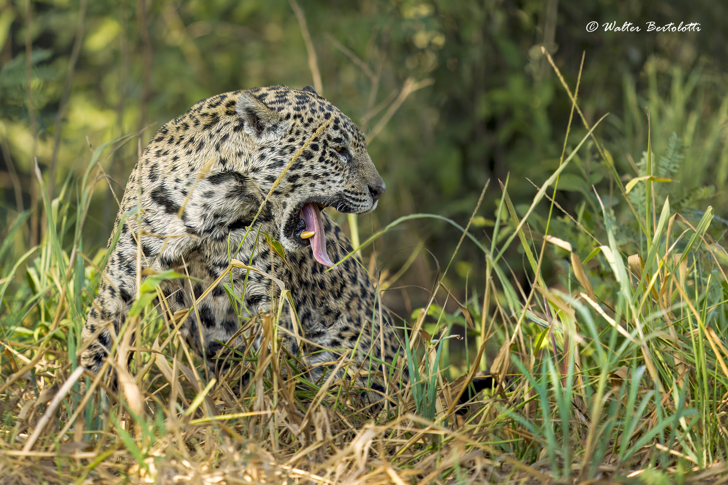 the queen of the pantanal