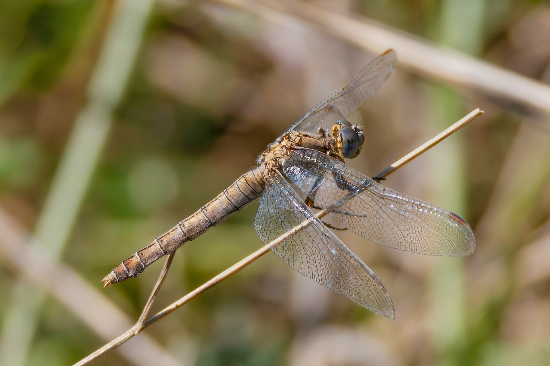 Orthetrum sp.