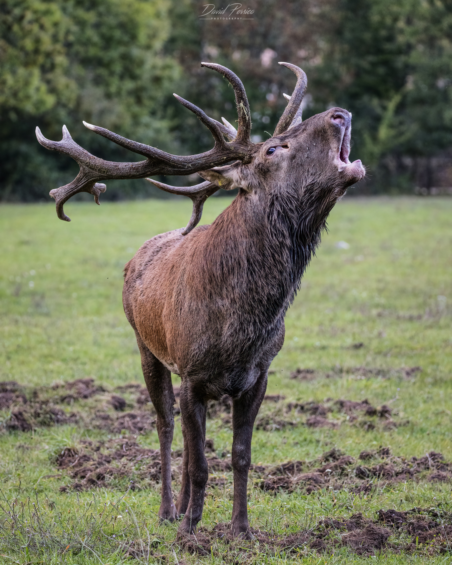 Bramito