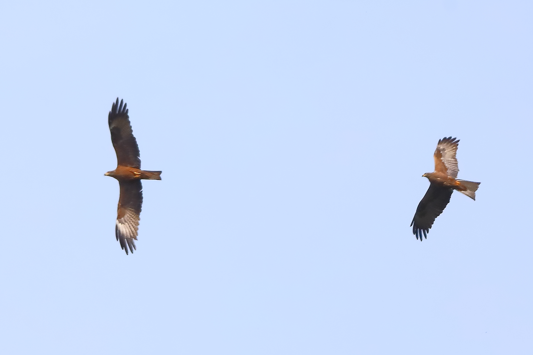 Nibbio bruno 30 aprile 2024 - 0213