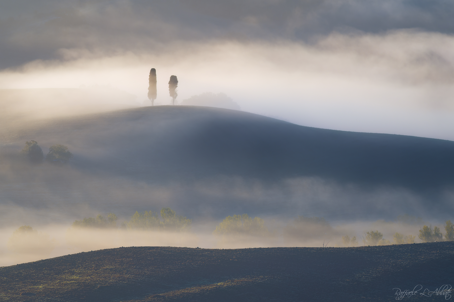 Cipressi nella Nebbia