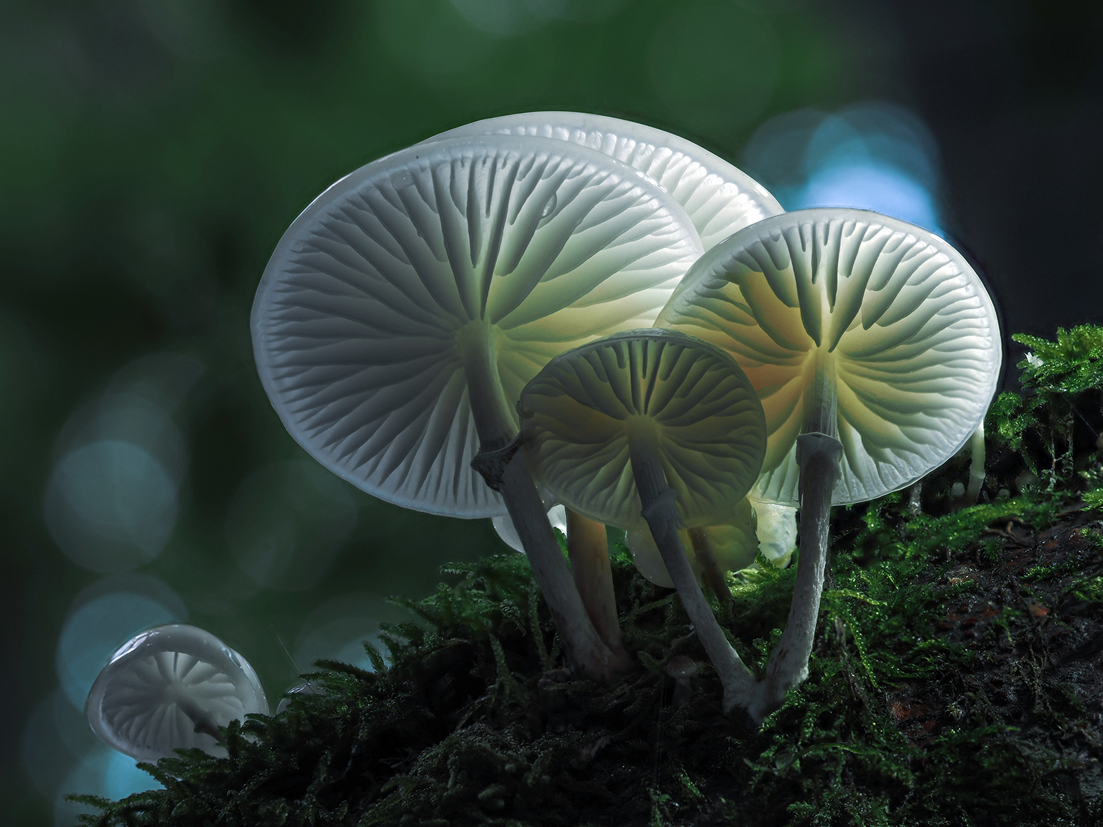 Oudemansiella mucida