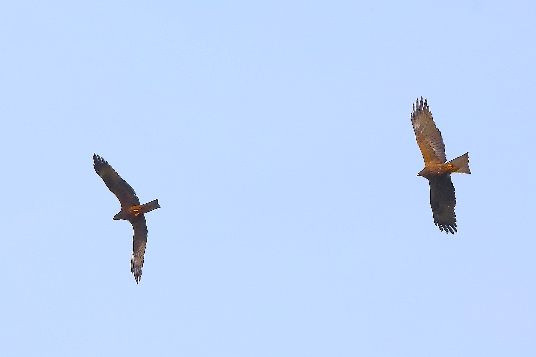 Nibbio bruno 30 aprile 2024 - 0215