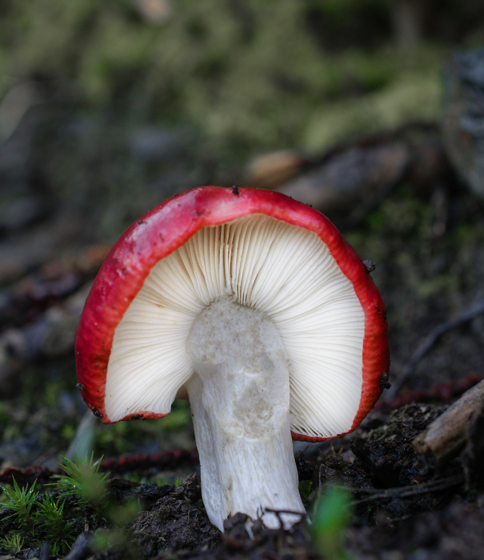 Un piccolo ventaglio...