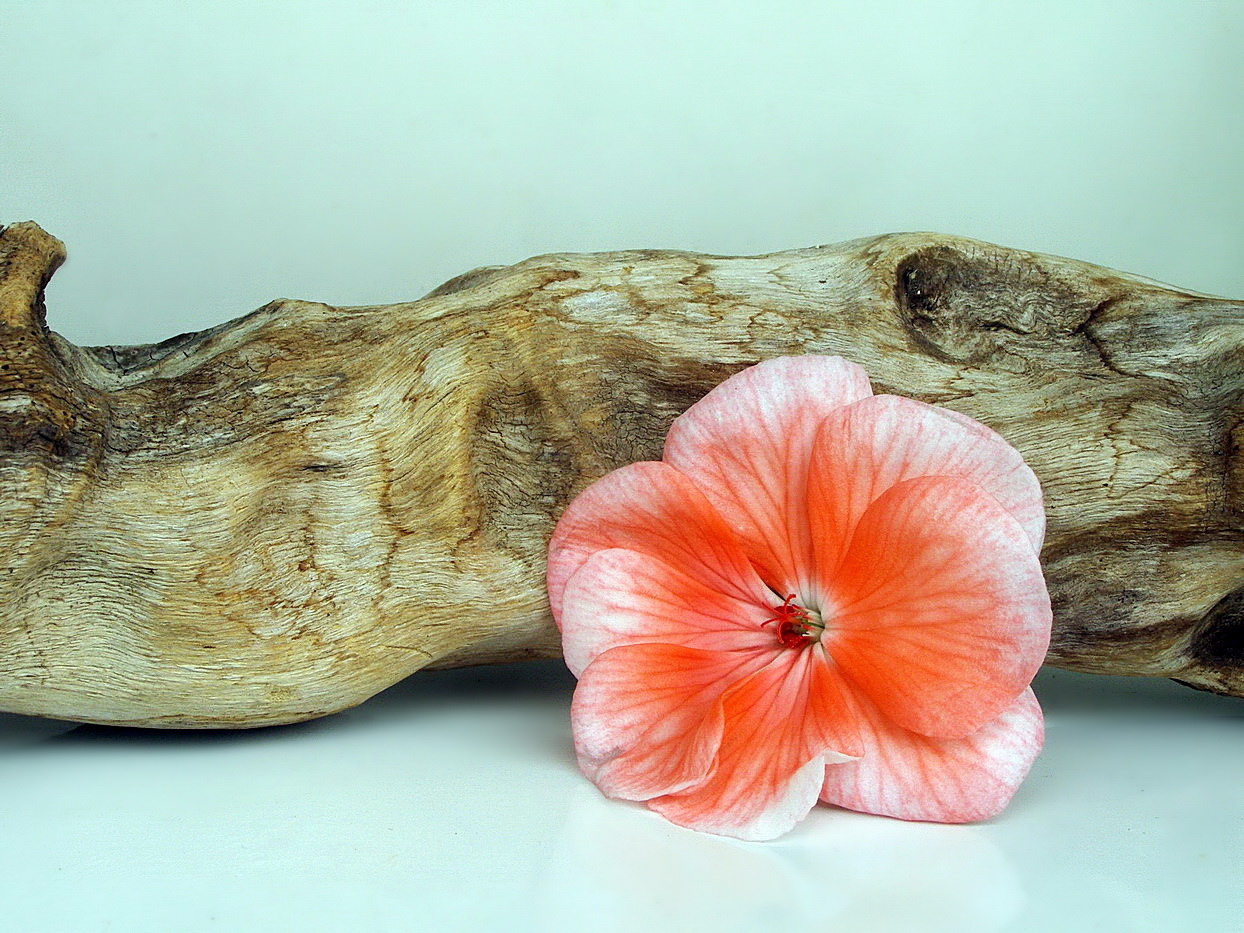 still life with a flower