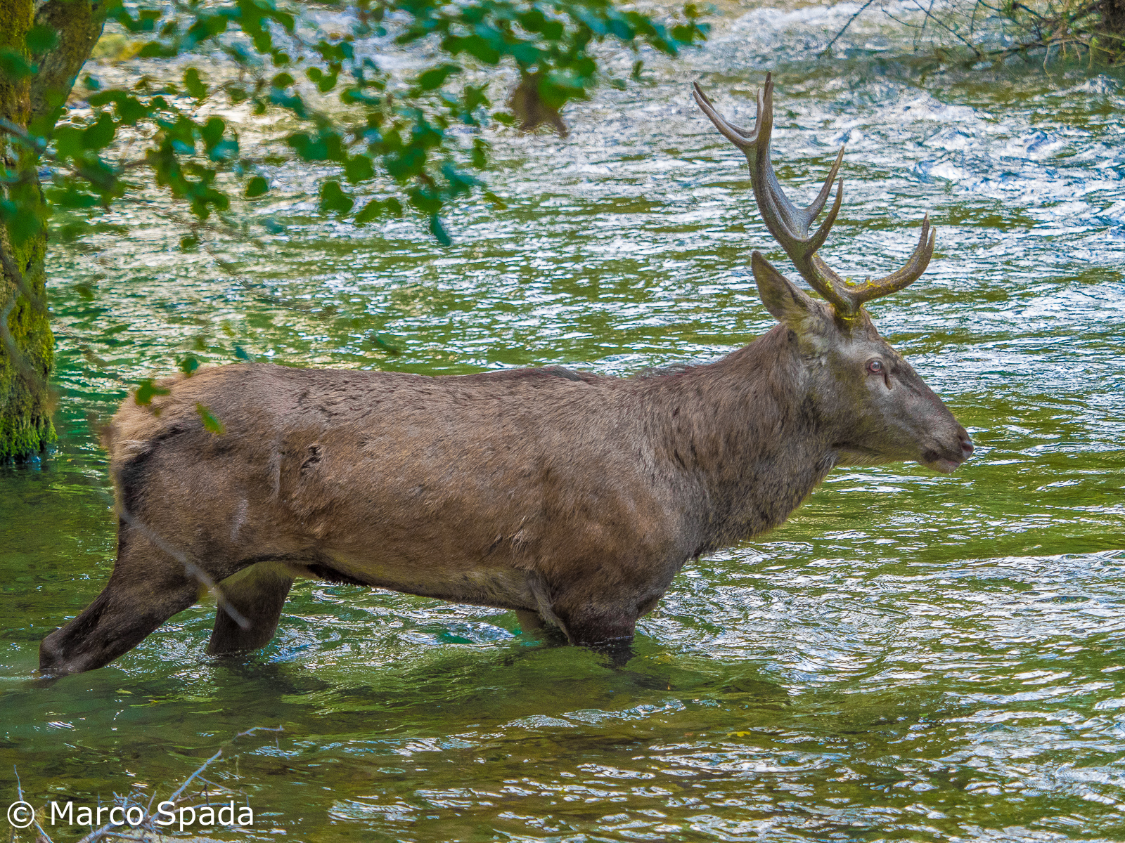 Young Deer on the Sangro