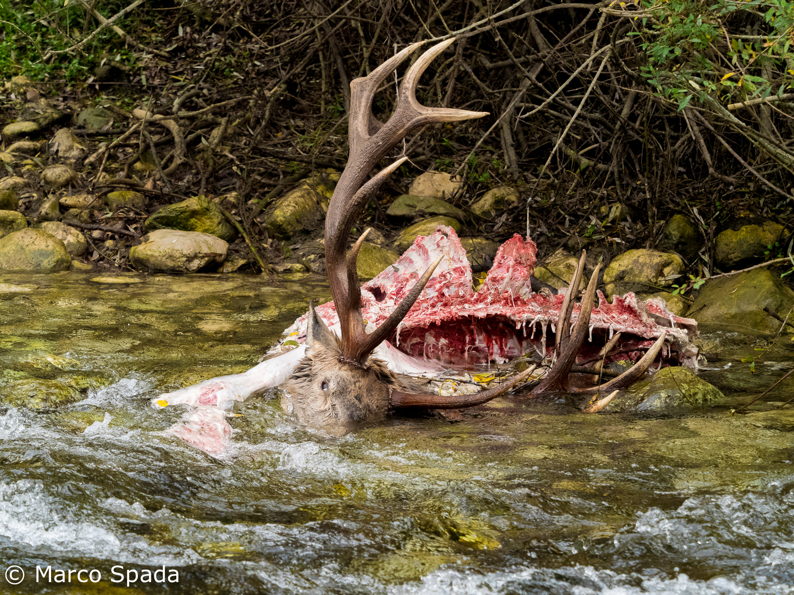 Deer predation by Wolves