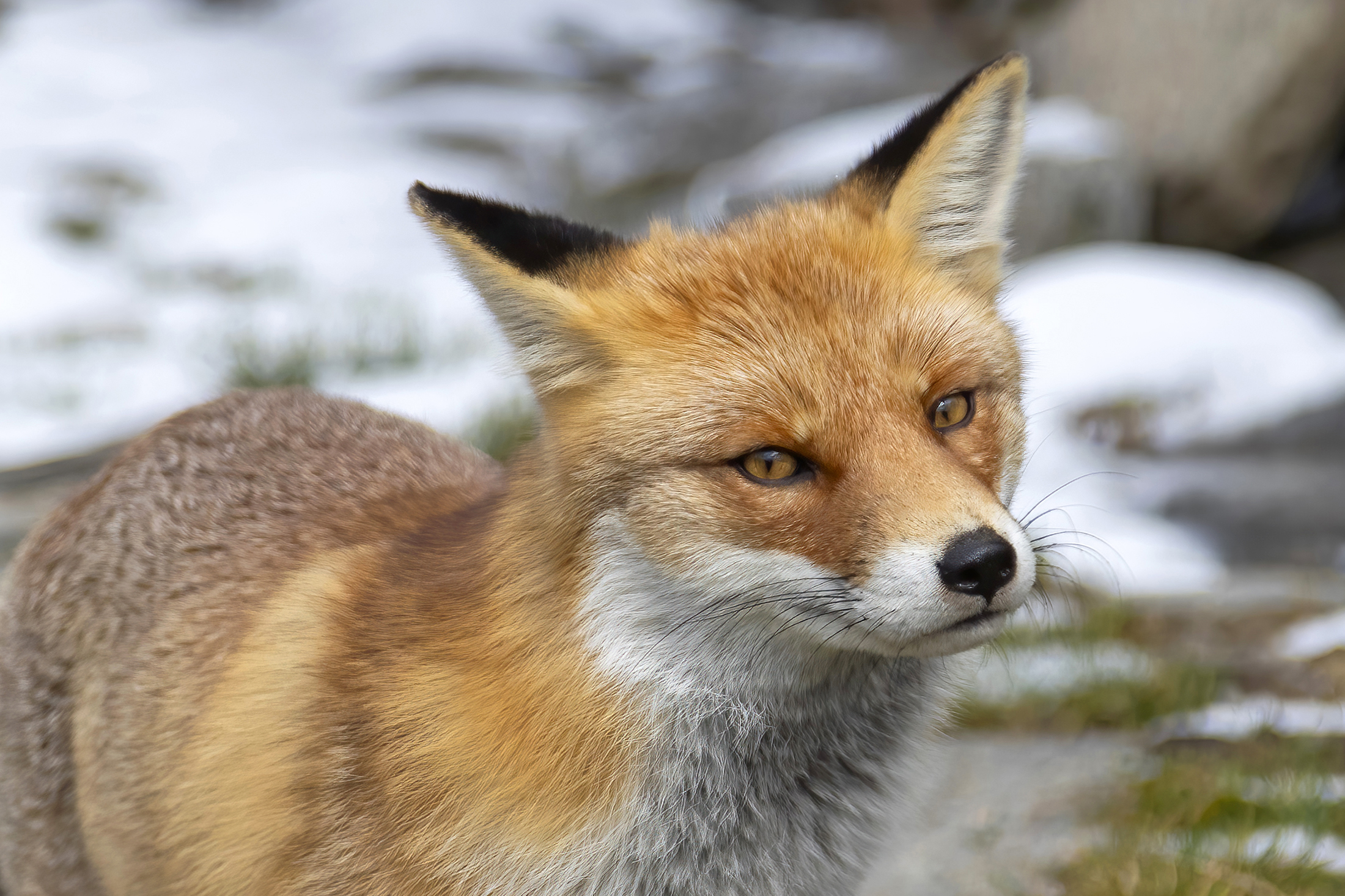 Piacevoli inaspettati  incontri...