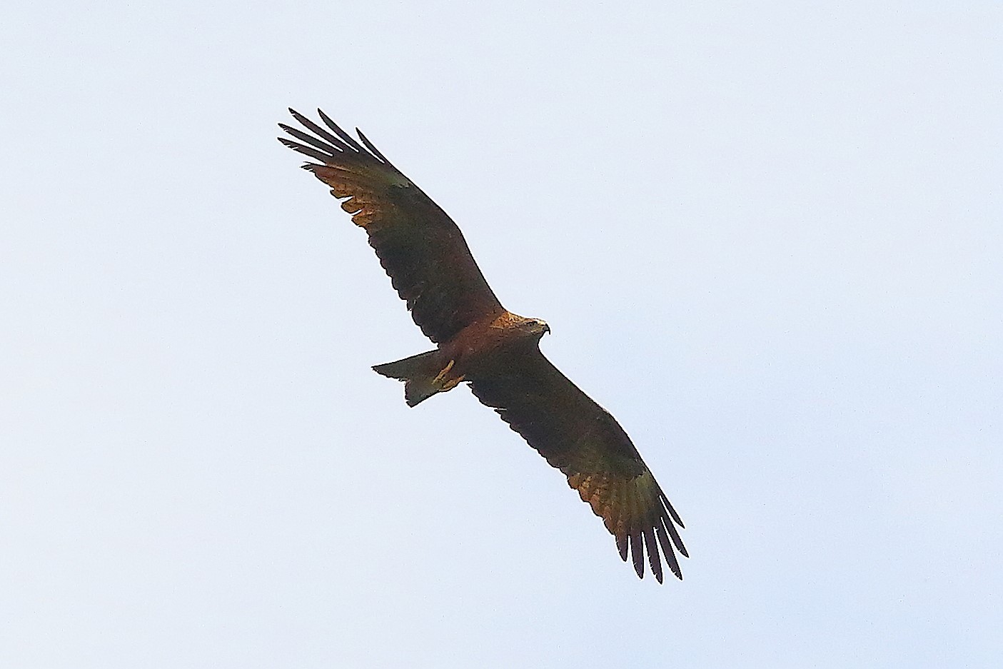 Nibbio bruno 01 maggio 2024 - 8515