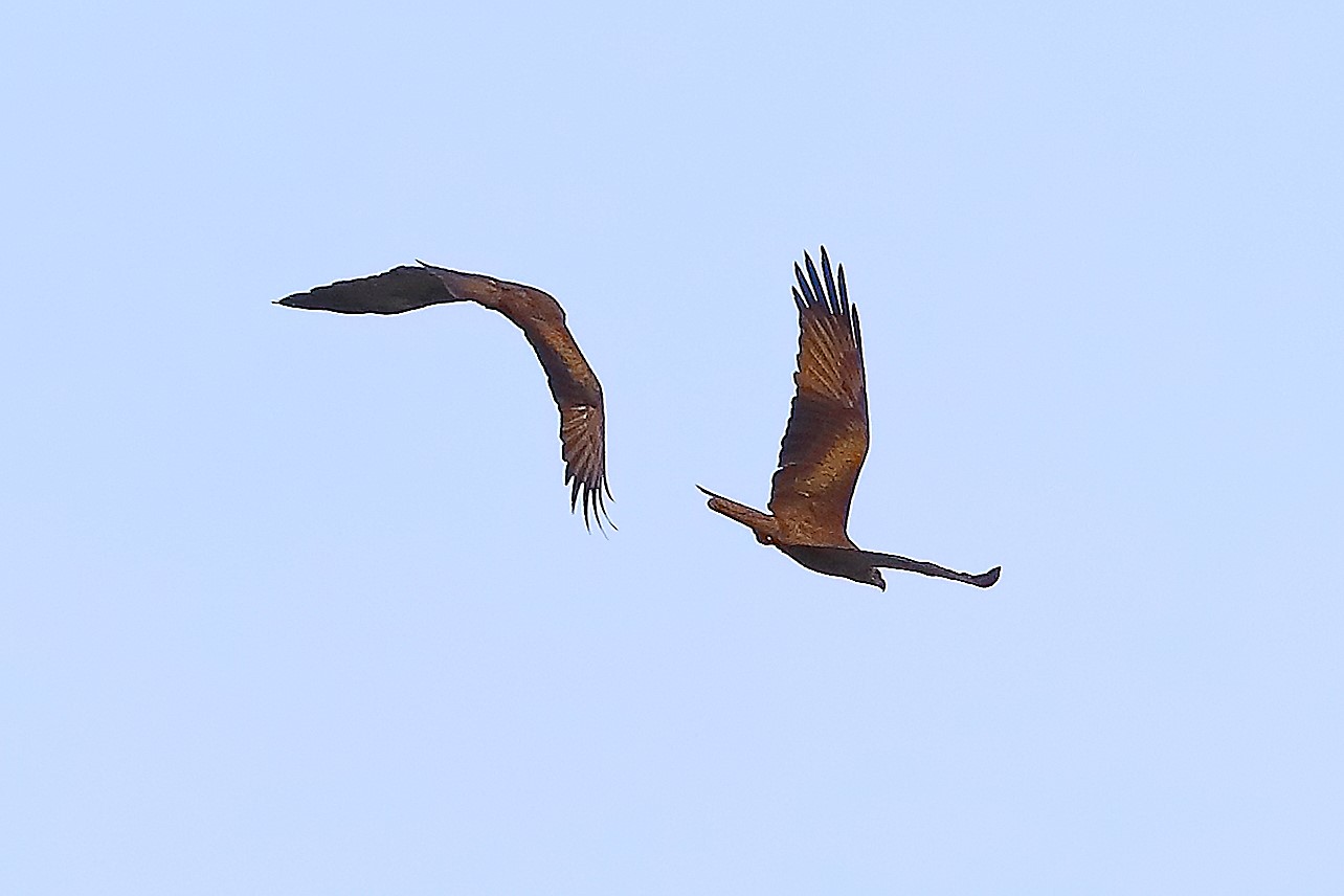 Nibbio bruno 30 aprile 2024 - 0220