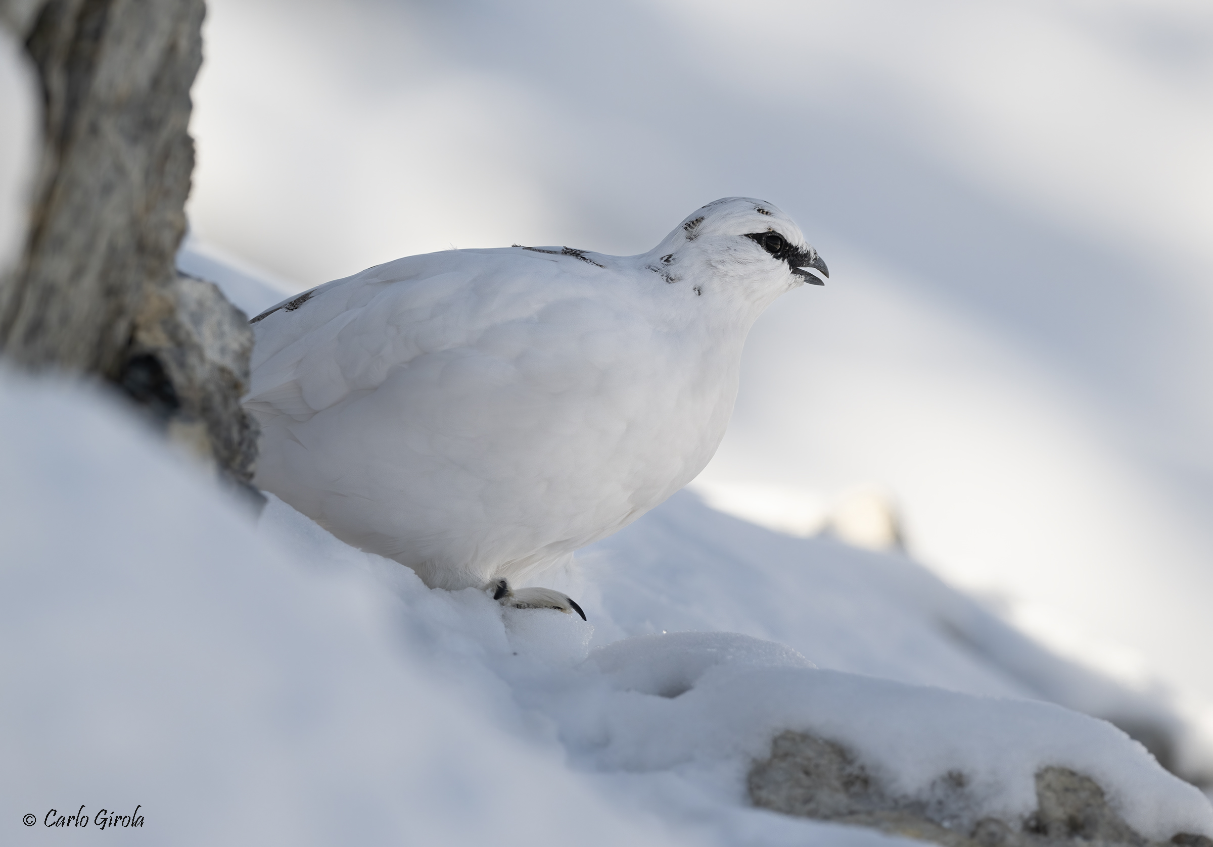 Rock ptarmigan (Lagopus muta)