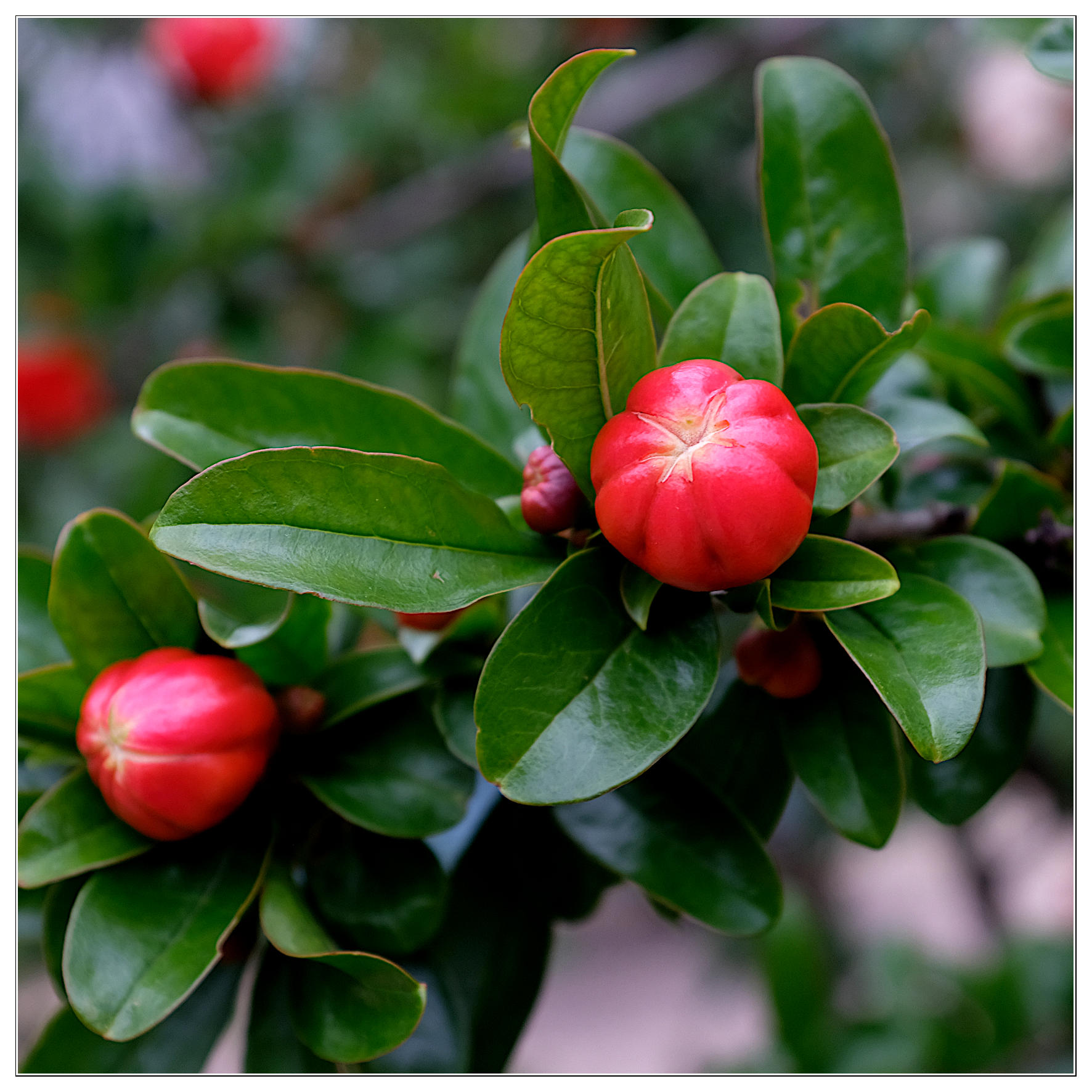 Punica granatum Nana Gracilissima