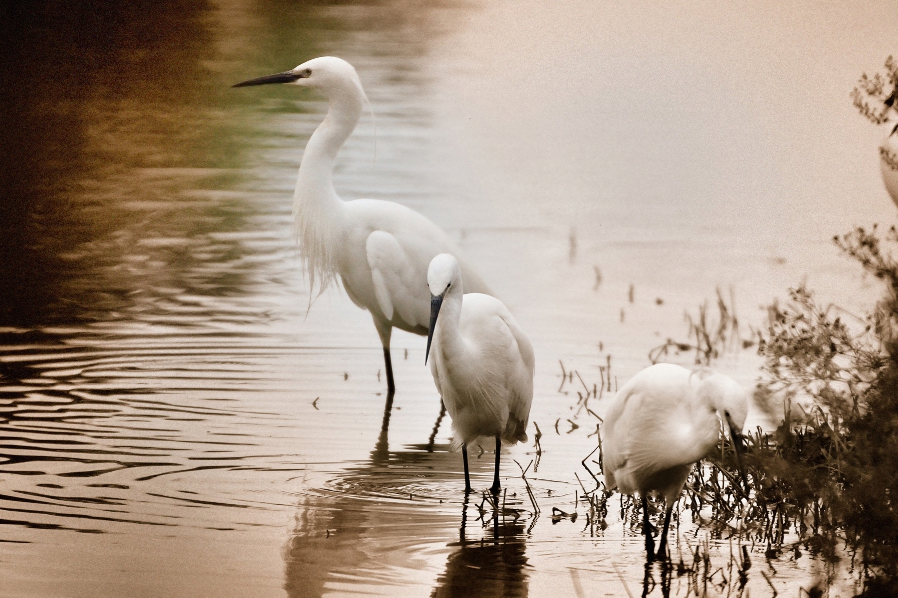 Egrets fishing