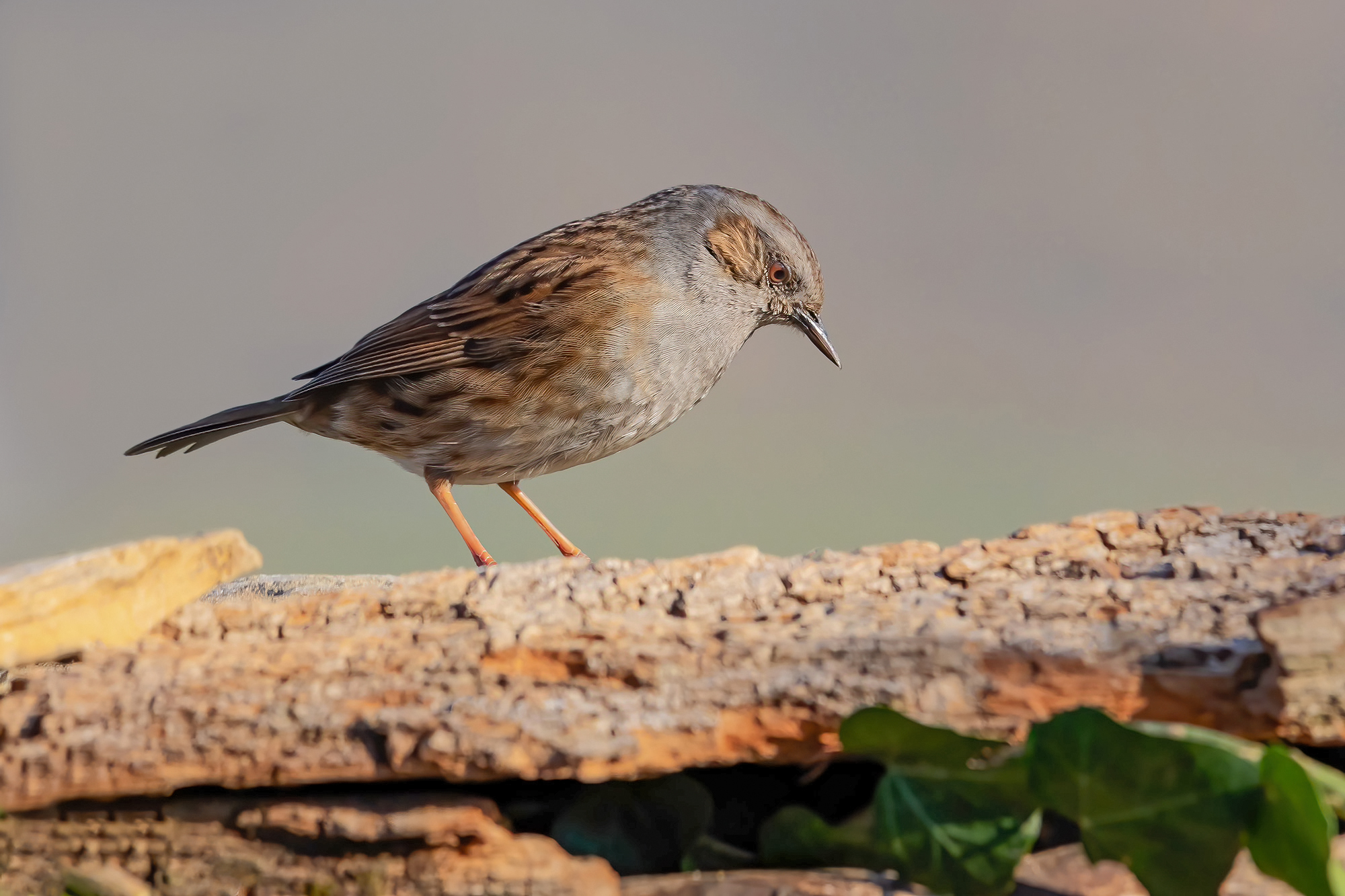 Dunnock