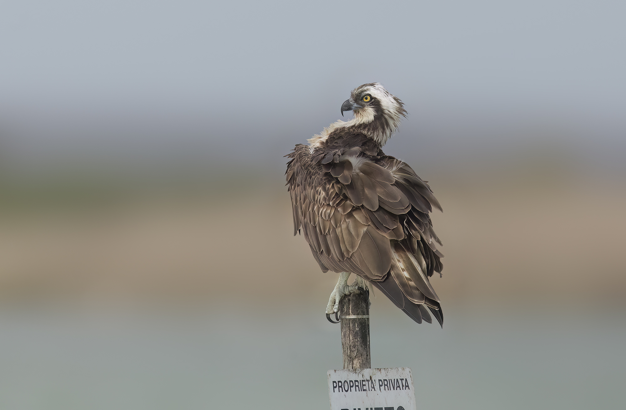 falco pescatore (pandion haliaetus)