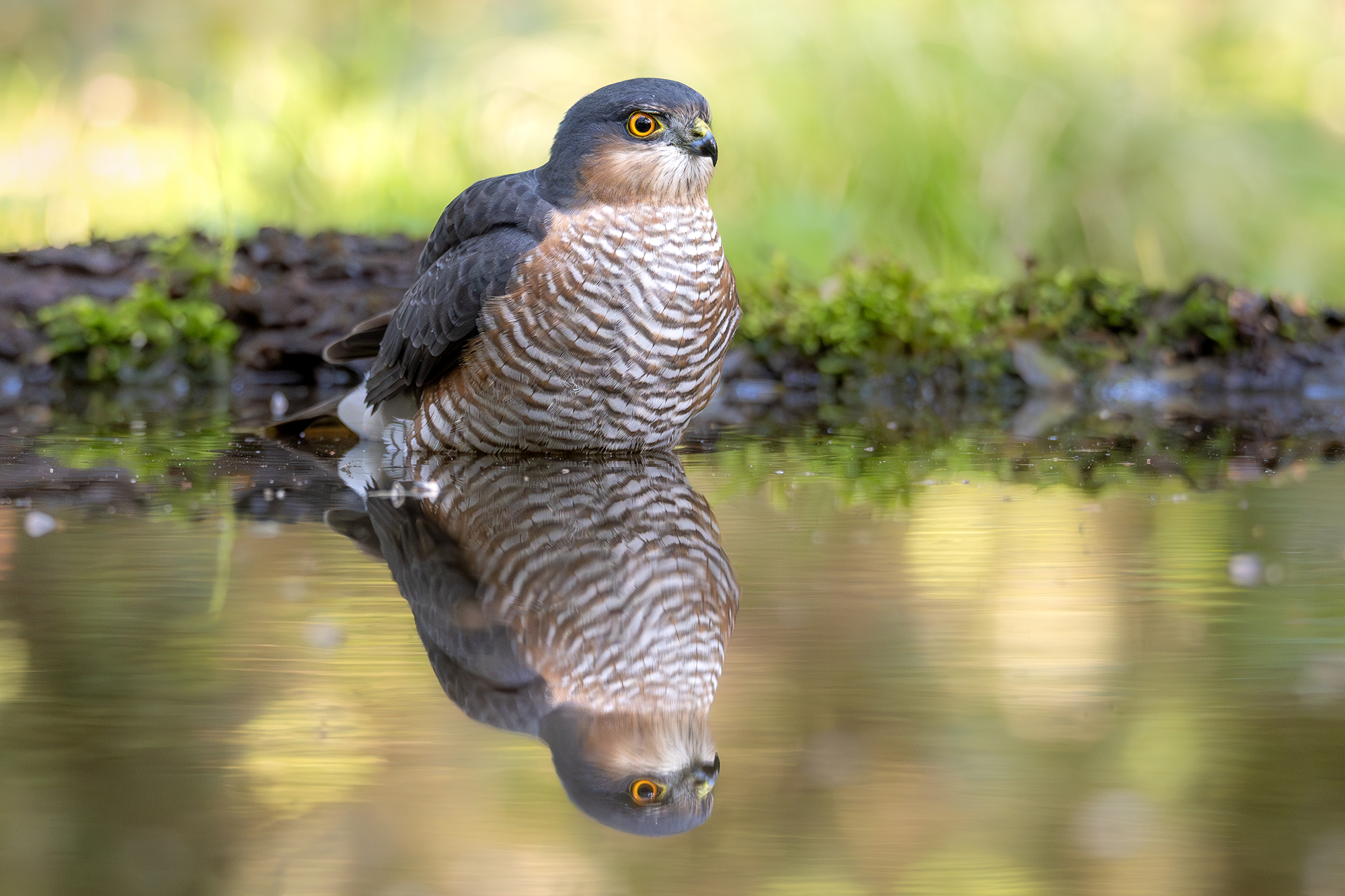 Male Sparrowhawk