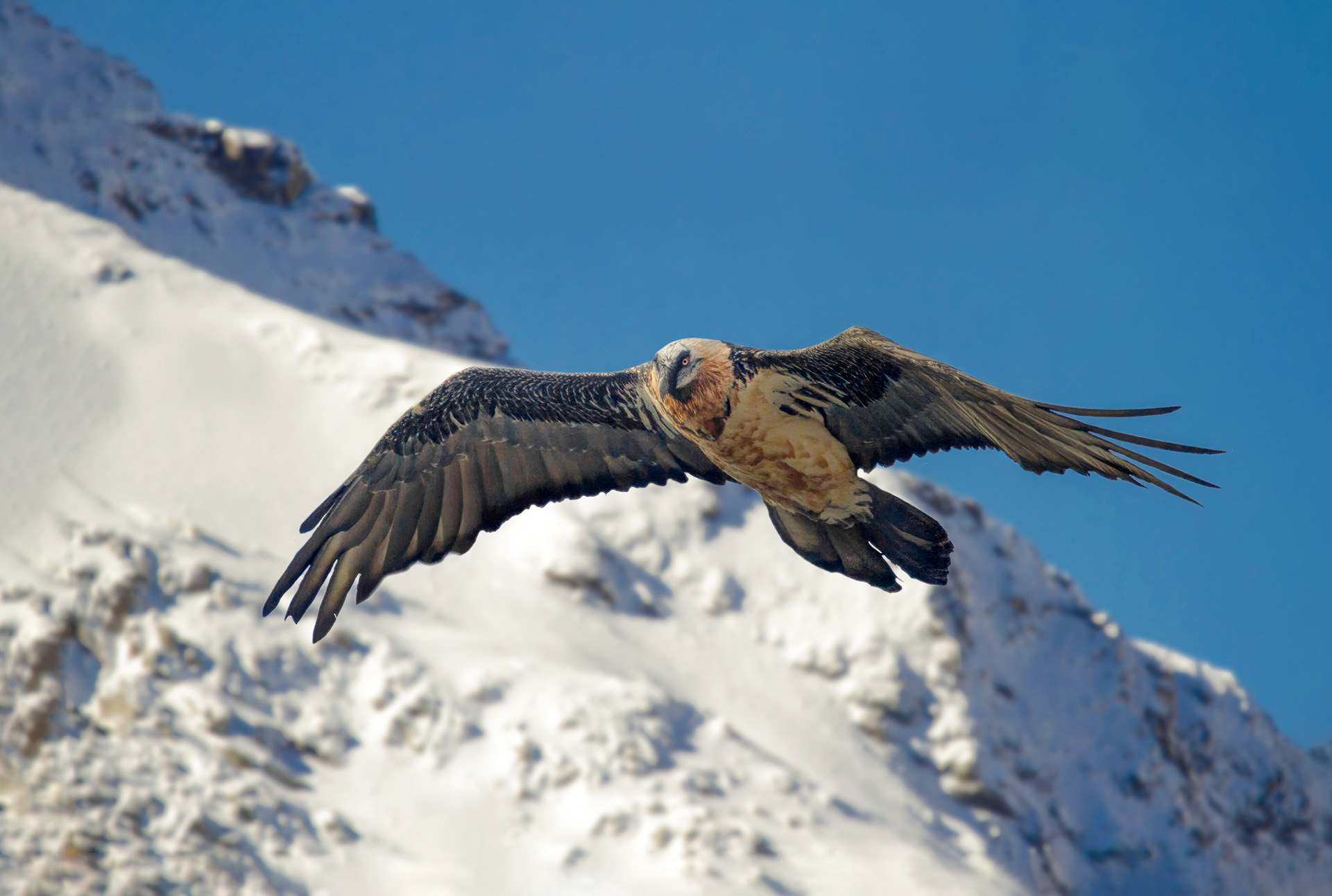 Gipeto adulto (Gypaetus barbatus)