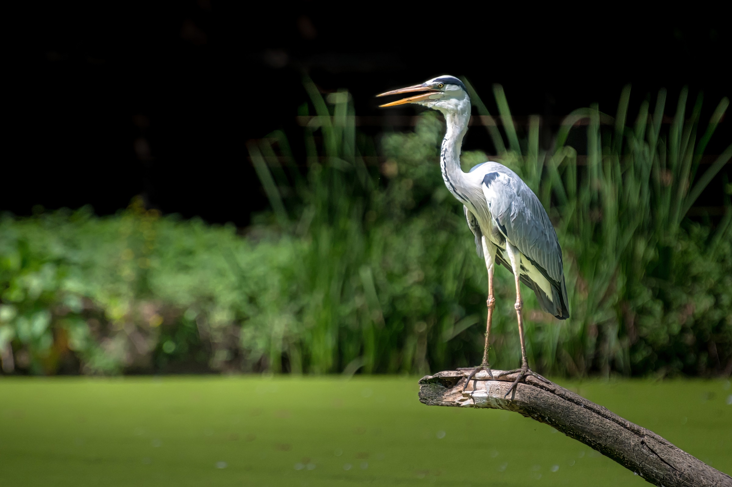 Grey heron