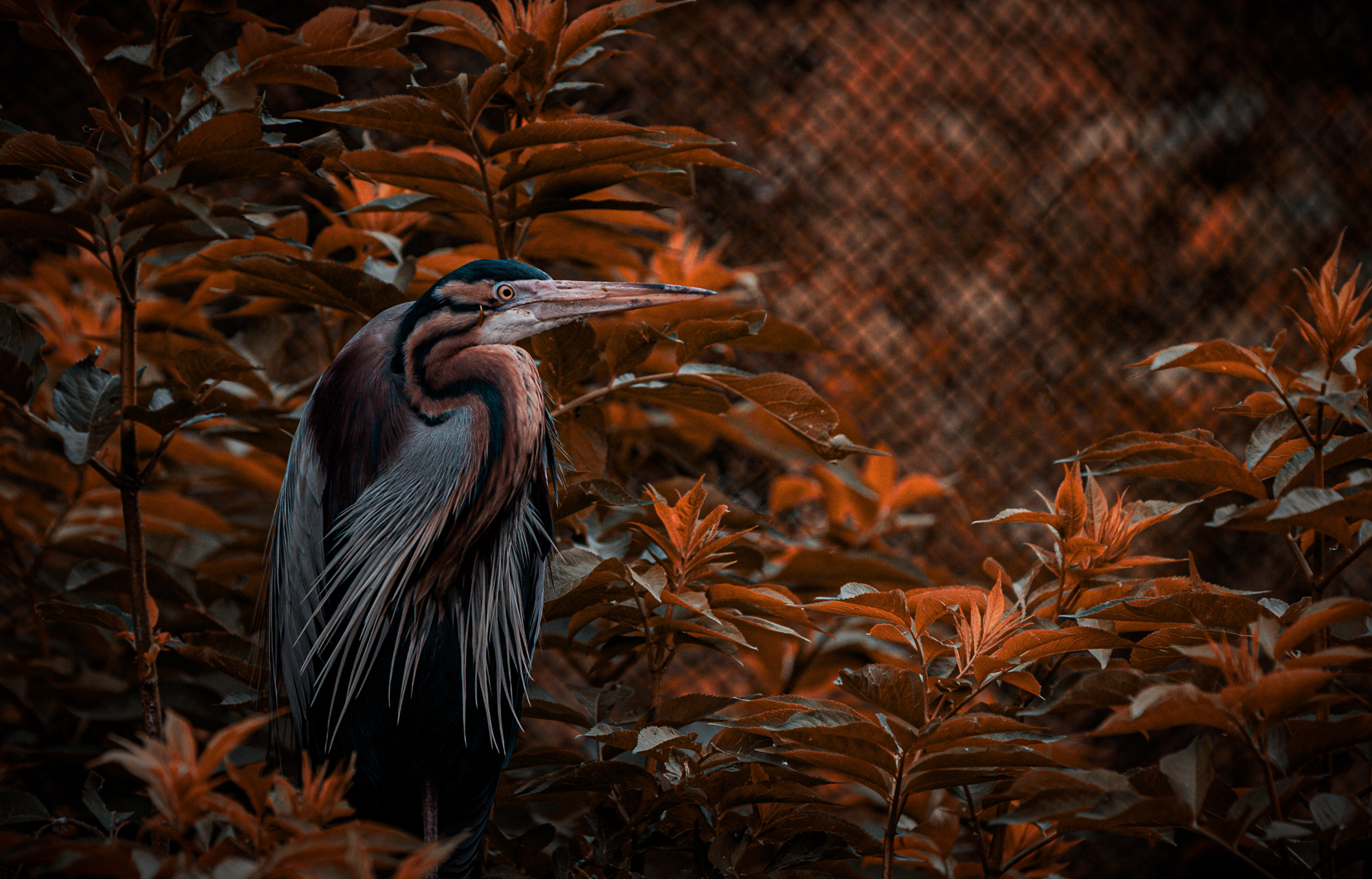 Airone rosso - Ardea Purpurea