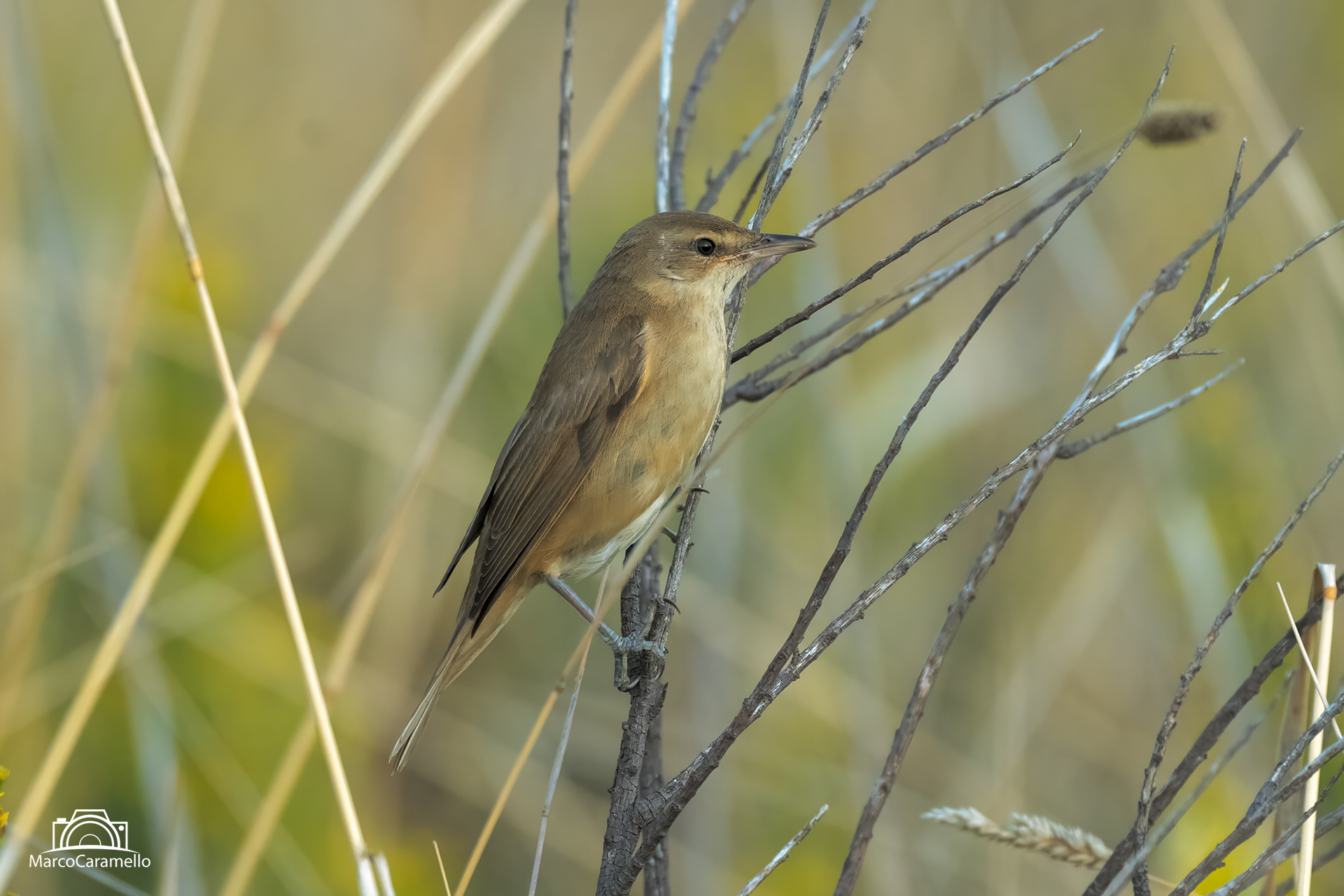 Great reed warbler